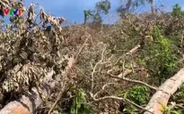 Hơn 5ha rừng ở Đắk Lắk bị tàn phá