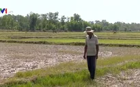 Hàng nghìn ha lúa tại Trà Vinh bị chết khô