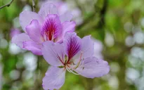 Hoa ban khoe sắc giữa phố phường Hà Nội