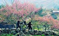 Hoa đào núi Tây Bắc khoe sắc hồng tuyệt đẹp trong nắng xuân