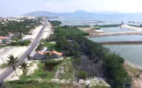 Tàn phá rừng ngập mặn Tuần Lễ kiểu da beo
