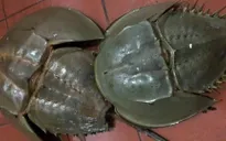 Cảnh báo ngộ độc do ăn so biển