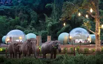 Khám phá cuộc sống những chú voi từ ngôi nhà bong bóng