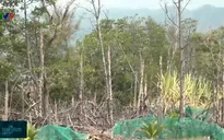 Buông lỏng quản lý trong vụ phá rừng bần Tuần Lễ
