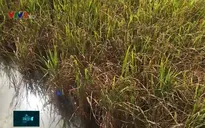 Sóc Trăng: Mất trắng 50% diện tích lúa Đông Xuân muộn do hạn mặn