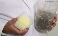Thử nghiệm chế biến bơ từ chất béo của giòi tại Bỉ