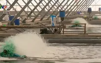 Thực hiện đồng bộ các giải pháp nuôi tôm hiệu quả trong mùa hạn mặn