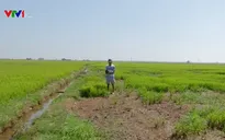 Người dân Trà Vinh nỗ lực cứu lúa trong mùa khô hạn