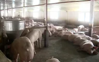 Hộ chăn nuôi heo ở Đồng Nai tài đàn hồi phục thị trường