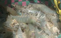 Xuất khẩu tôm duy trì đà tăng trưởng