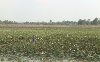 Mê mẩn với cánh đồng sen