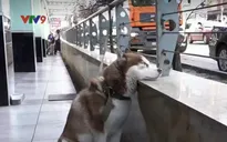 Nga: Chú chó chờ chủ làm việc mỗi ngày