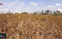 Đồng Tháp: Mè chết cháy trên ruộng vì nắng nóng