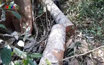 Liên tiếp phát hiện nhiều vụ phá rừng nghiêm trọng tại Quảng Nam