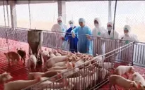 Nỗ lực giảm giá thịt lợn xuống ngưỡng 70.000 đồng/kg