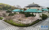 Người dân Vũ Hán (Trung Quốc) xem hoa anh đào nở qua livestream