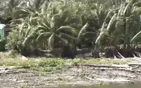 Tiền Giang: Người dân bất an vì sạt lở chưa từng thấy