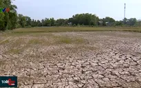 Hàng chục nghìn ha lúa Đông Xuân muộn chết khô ở ĐBSCL