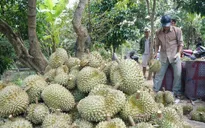 Thiếu hụt nguồn cung, giá sầu riêng tăng cao