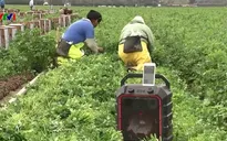 Nông dân California đối phó với dịch COVID-19