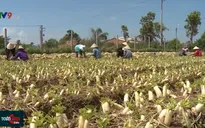 Chuyển đổi cây trồng hợp lý, người dân có thu nhập ổn định trong mùa khô hạn