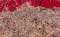 Ngư dân Quảng Trị được mùa ruốc biển