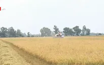 Nông dân đồng bằng sông Cửu Long được mùa lúa dù hạn mặn gay gắt