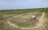 Nông dân ĐBSCL thiệt hại nặng do hạn mặn và tư duy sản xuất “hên - xui”