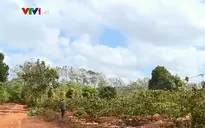 Đăk Lăk: Nhiều diện tích cây trồng thiếu nước