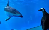 Đáng yêu những chú chim cánh cụt dạo chơi trong thủy cung