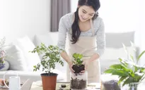 Bí quyết trồng cây xanh trong nhà