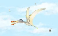 Phát hiện 3 loài bò sát bay mới ở Sahara
