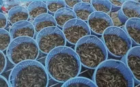 Ngành tôm tăng cường ứng phó dịch COVID-19