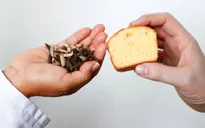 Thưởng thức bánh ngọt từ... côn trùng