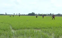 Khuyến cáo đầu vụ lúa Hè Thu