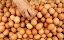 Giá trứng tại Mỹ tăng mạnh