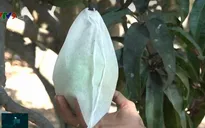 Xoài hữu cơ thu hút người tiêu dùng