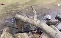 Hà Tĩnh tìm nguyên nhân vệt dầu loang
