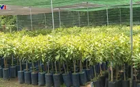 Bến Tre: Nhà vườn chủ động ứng phó với hạn mặn
