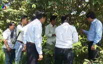 Nhà vườn Bến Tre chủ động ứng phó hạn mặn