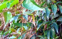 Nghi uống rượu ngâm rễ cây lá ngón, 2 người ở Bắc Kạn tử vong