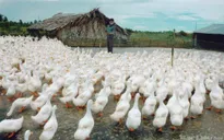 Đồng Tháp xây dựng chuỗi ngành hàng vịt theo hướng liên kết