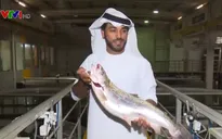Độc đáo mô hình nuôi cá hồi trên sa mạc ở UAE