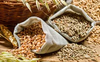 Giá ngô chuyển động trái chiều với đậu tương và lúa mỳ