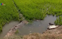 Trữ nước ngọt ứng phó xâm nhập mặn