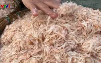 Tấp nập mùa ruốc biển dưới chân núi Sơn Trà, Đà Nẵng