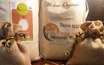 Liên kết sản xuất gạo hữu cơ, hướng tới xuất khẩu bền vững