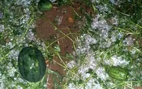 Lai Châu thiệt hại lớn do mưa đá