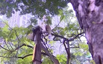 Loa phường phát huy hiệu quả trong phòng chống dịch COVID-19