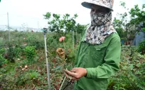 Cách ly y tế toàn thôn, người dân trồng hoa Hạ Lôi ngổn ngang, lo lắng trăm bề